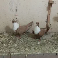 ماده مخمل زرد|پرنده|شیراز, سیاه سنگ|دیوار