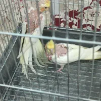 یک جفت عروس هلندی همراه جوجه و تخم|پرنده|نجف‌آباد, دانش|دیوار