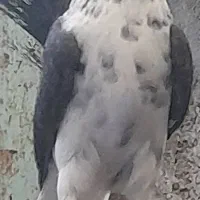 ۵عدد کبوتر پرشی خوب|پرنده|بندر انزلی, بشمن|دیوار