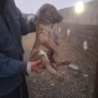 سگ لاس افغان واگذاری لاس قهدرجانی نرافغان