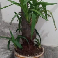 دو عدد گلدان گیاه یوکا بُنسای|گل و گیاه طبیعی|تهران, خواجه نظام الملک|دیوار