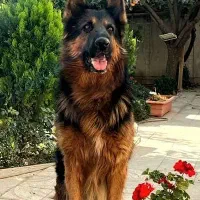 سگ ژرمن دو رنگ رکس پلیسی|سگ|کرج, مهرویلا جنوبی|دیوار