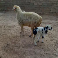 شیشک زایده|حیوانات مزرعه|مسجد سلیمان, |دیوار