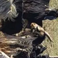 چپیش ماده چاق یک ساله برای عید قربان