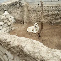 سگ سگ|سگ|مشهد, خواجه ربیع|دیوار