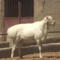 قوچ|حیوانات مزرعه|فرح دشت, |دیوار