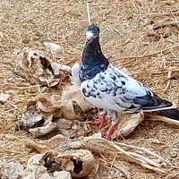 چند جفتی کبوتر پرشی خوبی دارم برای فروش