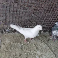 کفتر سفید چشم سفید فروشی