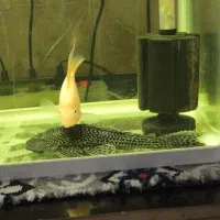 کت فیش(لجنخوار)|ماهی|خرمآباد, |دیوار