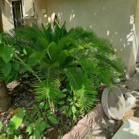 سیکاس بزرگ