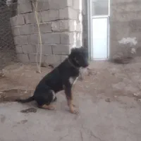 توله دوبرمن