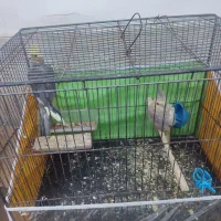 عروس هلندی مولد و جوجه