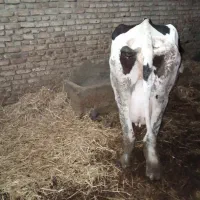 یک عدد گاو شیری با گوساله یک ماه زاییده|حیوانات مزرعه|گرگان, |دیوار