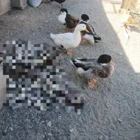 مرغ ابی|حیوانات مزرعه|گنبکی, |دیوار