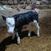 فروش گاو و گوساله نر سیمنتال اصل