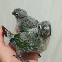 جوجه گرینچیک|پرنده|تنکابن, |دیوار