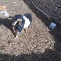 بزغاله نر چاق