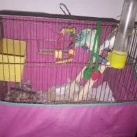 پرنده|لوازم جانبی حیوانات|رشت, آب و برق|دیوار