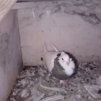 کبوتر|پرنده|گنبد کاووس, |دیوار