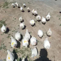 فروش جوجه گوشتی
