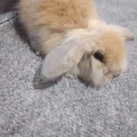 بچه خرگوش لوپ|موش و خرگوش|گرگان, |دیوار