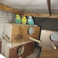 ۳جفت مرغ عشق رنگین کمانی وزرد هلندی خوشکل