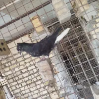 جوجه اشعل|پرنده|اهواز, کمپلو شمالی|دیوار