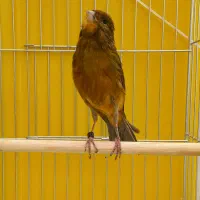 قناری نر قرص قلدر خوش دهن|پرنده|فردیس, فردیس|دیوار