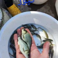انواع ماهی گرمای کپور و ...