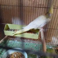 دو جفت عروس پاریس مولدشرط|پرنده|اهواز, کمپلو شمالی|دیوار