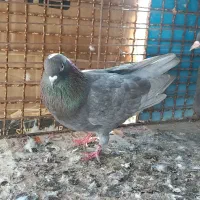 کفتر گرهن|پرنده|قشم, |دیوار