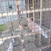 کفتر|پرنده|نیشابور, ابراهیم ادهم|دیوار