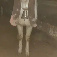 بز پاکستانی گلابی|حیوانات مزرعه|تاکستان, |دیوار