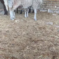 شیشک میش افشاری|حیوانات مزرعه|مبارکه, |دیوار