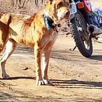 سگ بالغ|سگ|ساوه, |دیوار