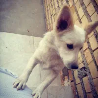 سگ پاکوتاه پوزه روباهی گوش سیخ