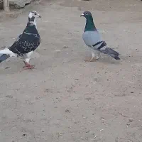 ۳ عدد کبوتر مسافتی