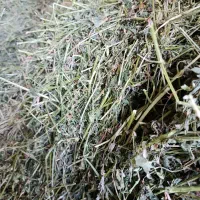 یونجه کردستان در لاهیجان|اسب و تجهیزات اسب‌سواری|رودبنه, |دیوار