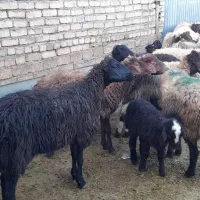 ۱۰راس میش ۱۰راس بره