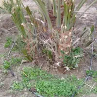 نخل|خدمات باغبانی و درختکاری|جهرم, |دیوار