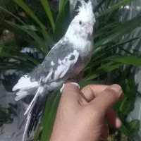 عروس هلندی مولد ،جوجه سرلاکی و دونخور