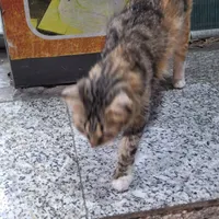 گربه ی بالغ پیدا شده