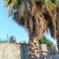 درخت پالم واشنگتن 12 ساله هشت متری نصف قیمت|گل و گیاه طبیعی|سورک, |دیوار