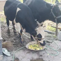 فروش گاو نر ..عالی .9 ماهه