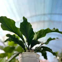 گلخونه گاردن سیتی آپارتمانی|گل و گیاه طبیعی|محمودآباد, |دیوار