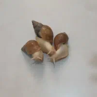 حلزون البینو