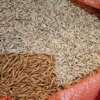 ۱۵ کیلو تخم جو هاشمی تمیز