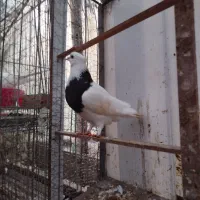 طوقی مشکی نر