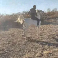 اسب سواری 8سال