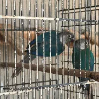 طوطی گرینچیک|پرنده|بندرعباس, |دیوار